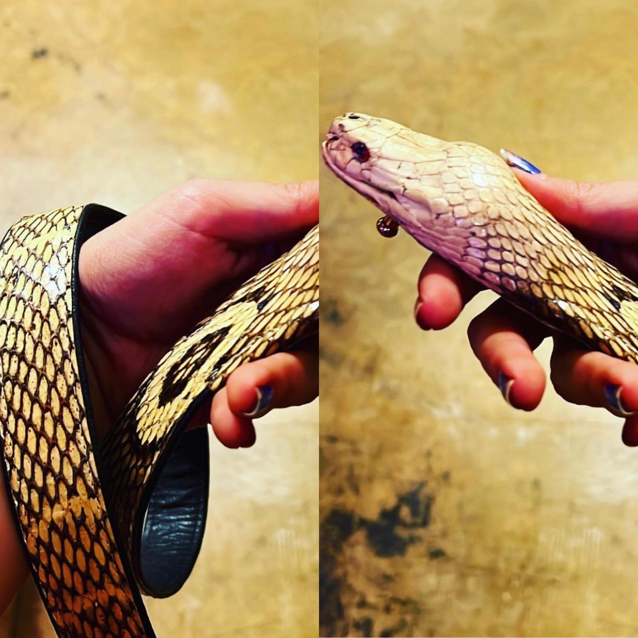 taxidermy | DOLLY PYTHON
