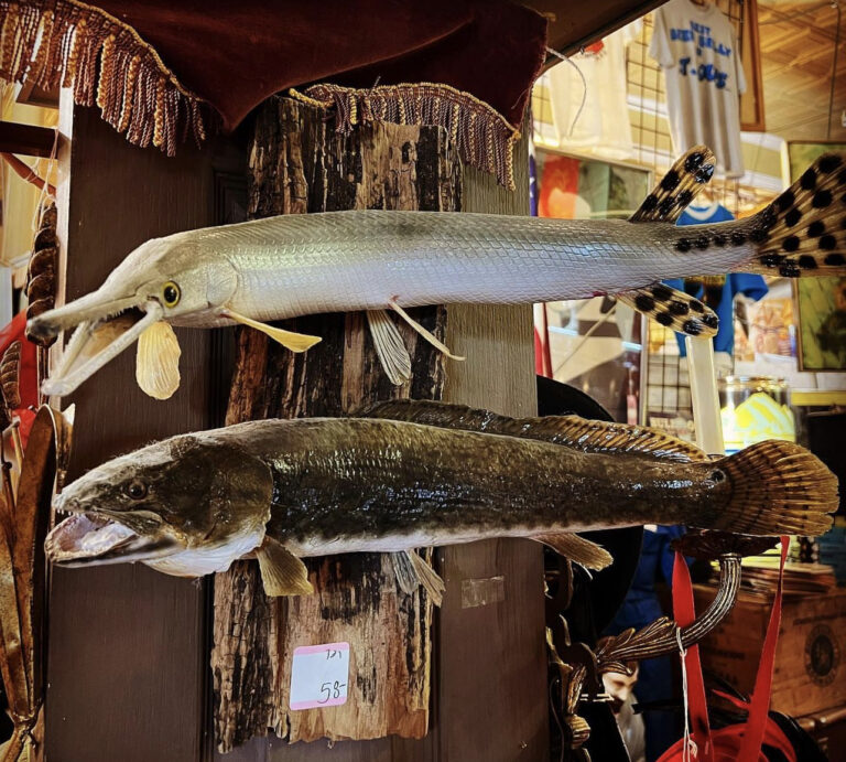 taxidermy | DOLLY PYTHON