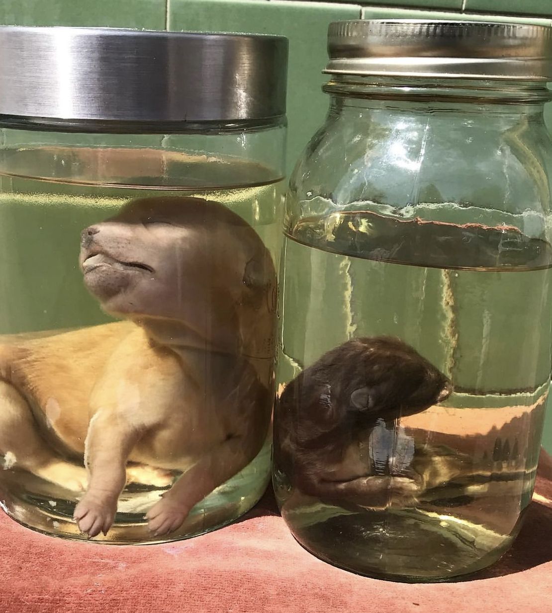 taxidermy | DOLLY PYTHON