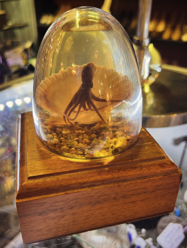 taxidermy | DOLLY PYTHON