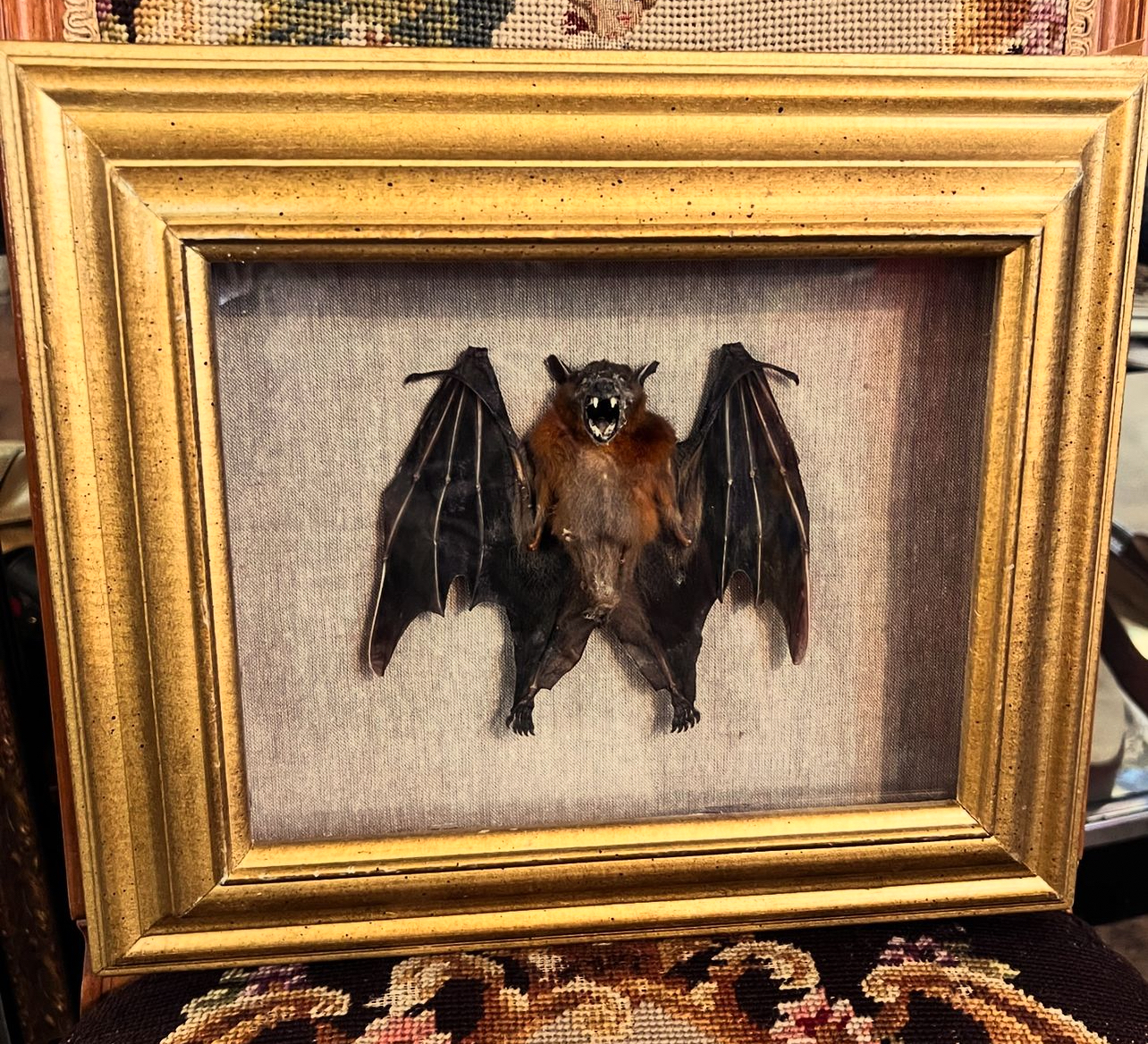 taxidermy | DOLLY PYTHON