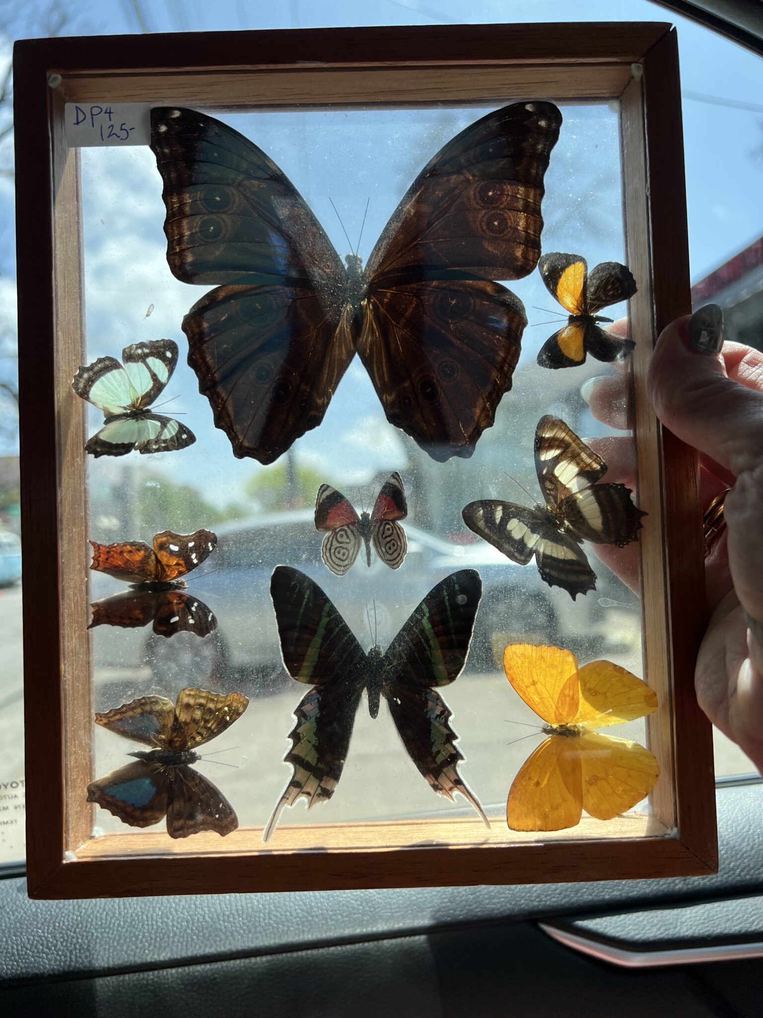 taxidermy | DOLLY PYTHON